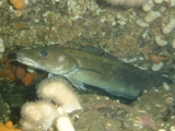 Farnes 026.jpg